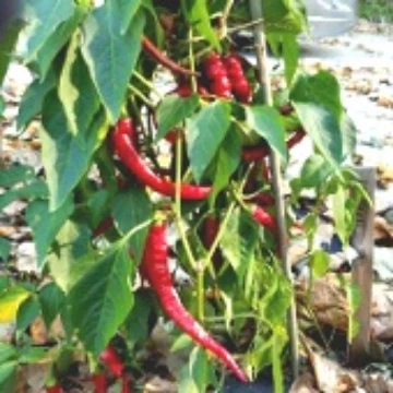 Aci Sivri Pepper Seeds