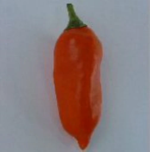 Aji Amarillo Hot Peppers (Strain 3) HP1933-10