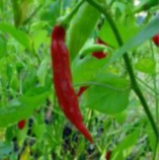 Aji Bolivian Long Hot Peppers HP1572-20