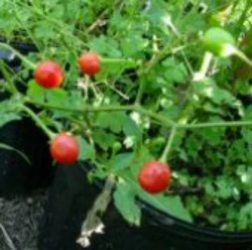 Aji Bolivian Marble Pepper Seeds