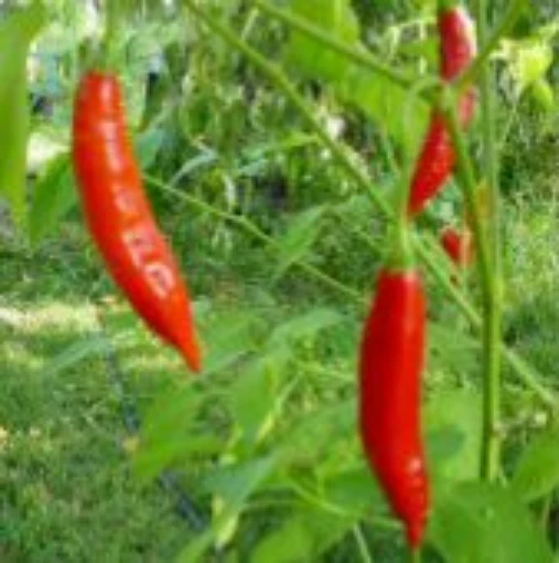 Aji Brazilian Dedo de Moca Hot Peppers HP1575-10