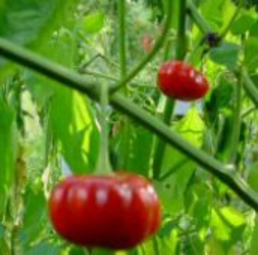 Aji Brazilian Red Pumpkin Hot Peppers HP1578-10