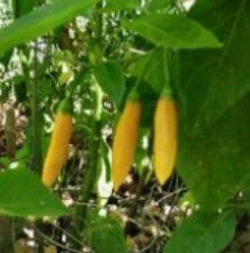 Show products in category Peppers (Hot) Picture for category Peppers (Hot)