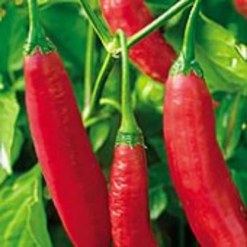 Aji Colorado Pepper Seeds