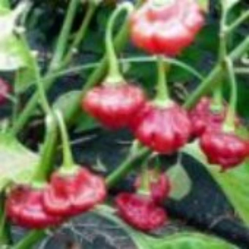 Aji Dulce Pepper Seeds (Strain 1)