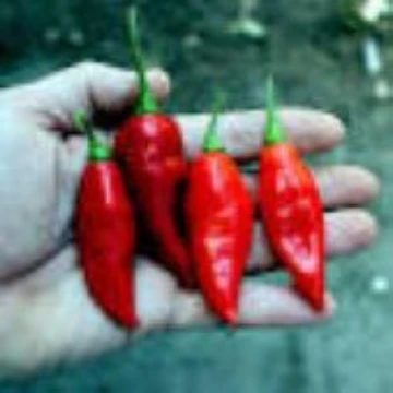 Aji Limo Pepper Seeds