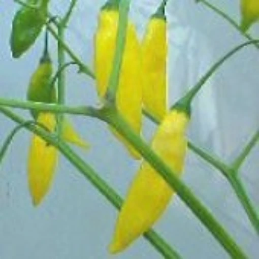 Aji Limon Hot Peppers HP1508-10