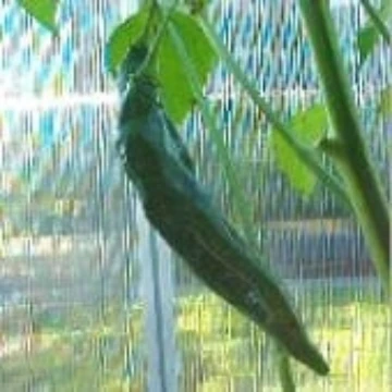Aji Rojo Pepper Seeds