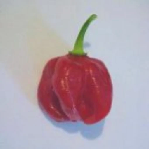 Aji Rurrenabaque Hot Peppers HP1038-10