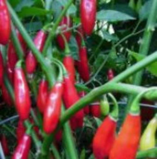 Aji Yuquitania Hot Peppers HP261-10