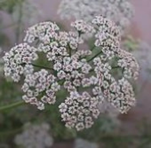 Ajwain (Bishop's Weed) HB107-100
