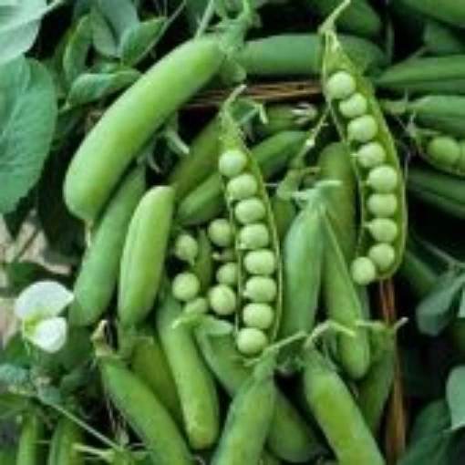 Alaska Sweet Peas PE21-50