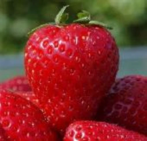 Alexandria Strawberry ST2-100