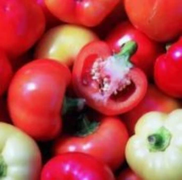 Almapaprika Pepper Seeds