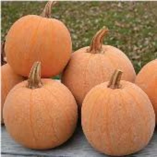 Winter Luxury Squash SQ58-10