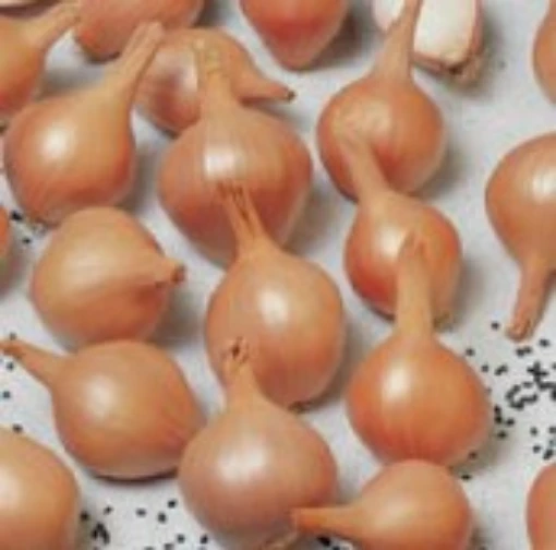 Ambition Shallots SH3-50