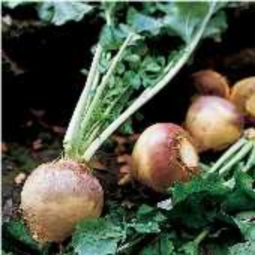 American Purple Top Rutabaga RU1-100