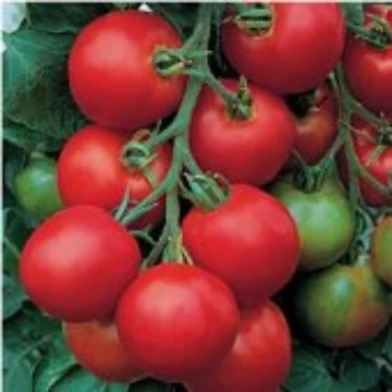 Amish Salad Tomato Seeds