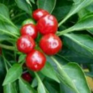 Ammazzo Pepper Seeds