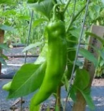 Anaheim College 64 Pepper Seeds