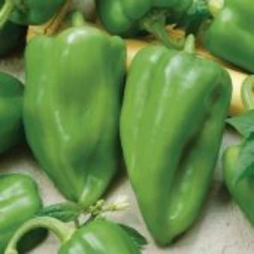 Ancho Gigantia Pepper Seeds