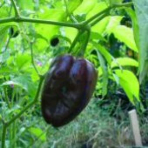 Ancho L Pepper Seeds