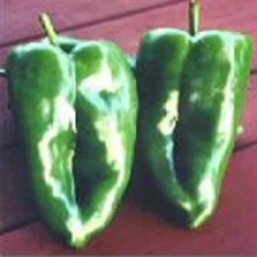 Ancho Magnifico Hot Peppers HP2005-10