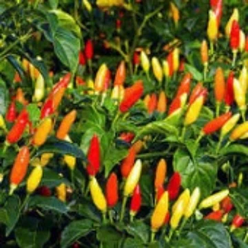 Angkor Sunrise Pepper Seeds