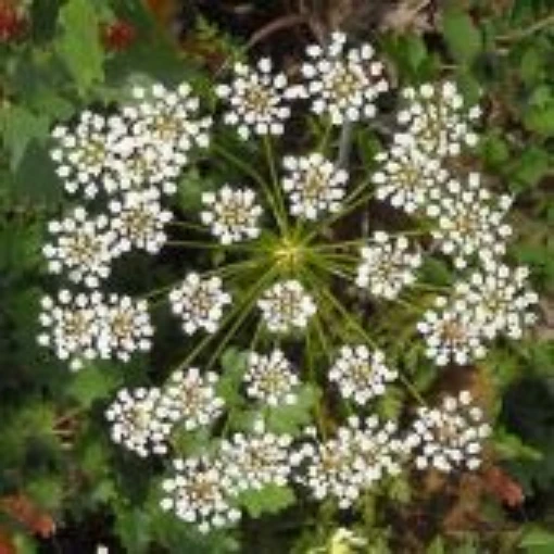 Anise HB1-100