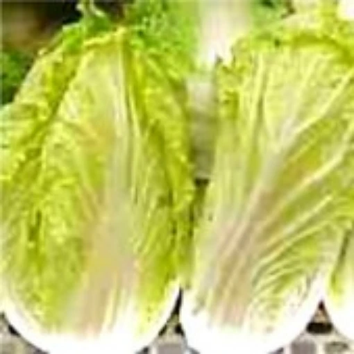 Apollo Chinese Cabbage CB52-50