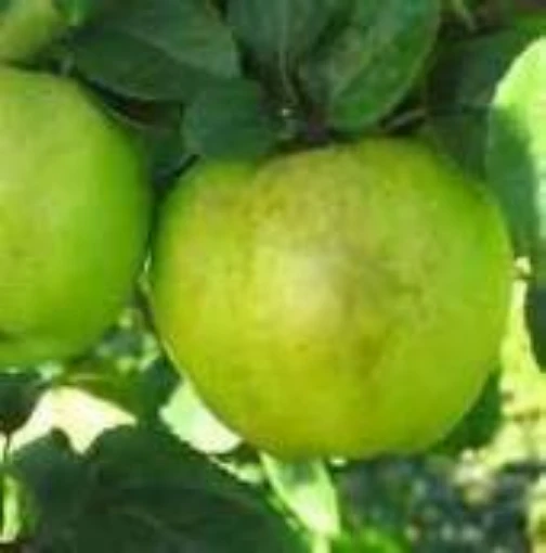 Antonovka Apple Tree TR2-20