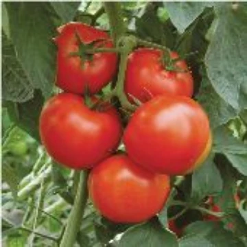 Tobacco Mosaic Virus Resistant Tomatoes