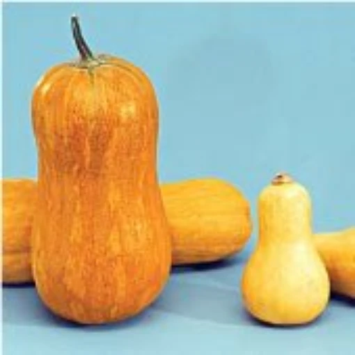Argonaut Squash SQ101-20