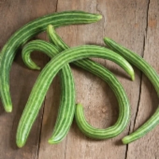 Armenian Metki Striped Cucumbers CU87-20