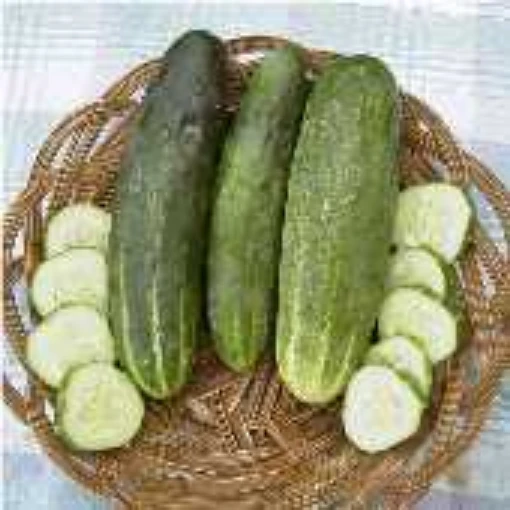 Ashley Cucumbers CU46-20