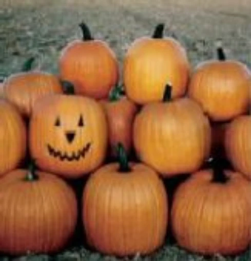 Aspen Pumpkins PM39-10