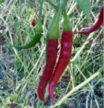 Assam Pepper Seeds