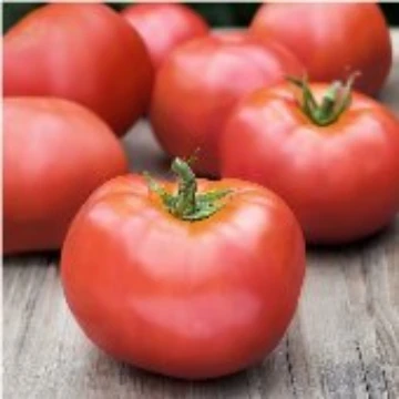 Atkinson Tomato Seeds