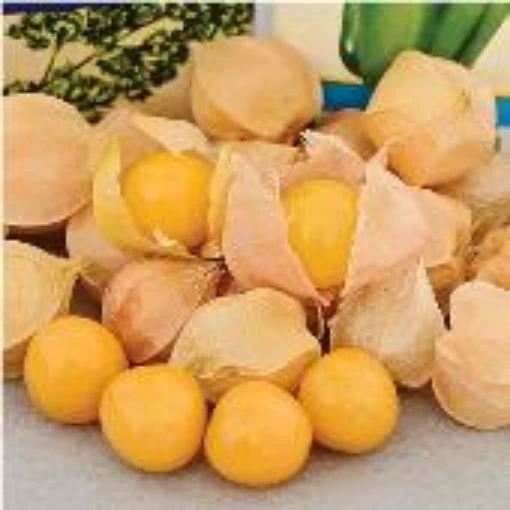 Aunt Molly's Ground Cherry TL9-20