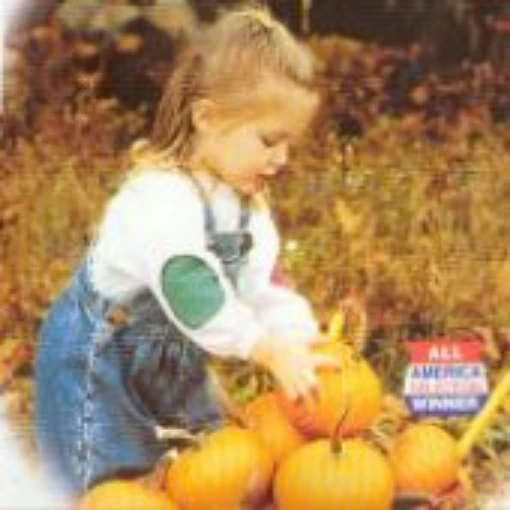 Baby Bear Pumpkins PVP PM12-10