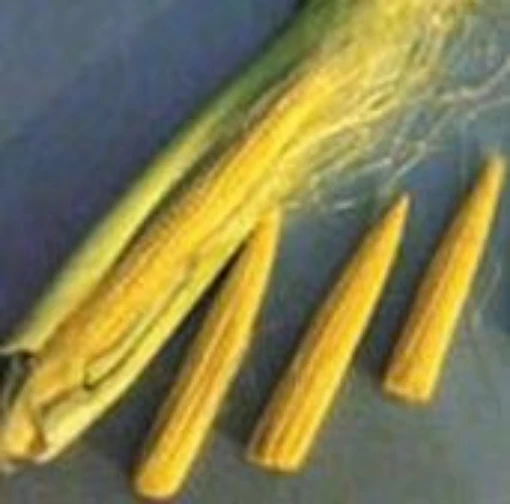 Baby Corn CN8-50
