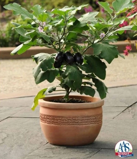 Patio Baby Eggplants EG46-20