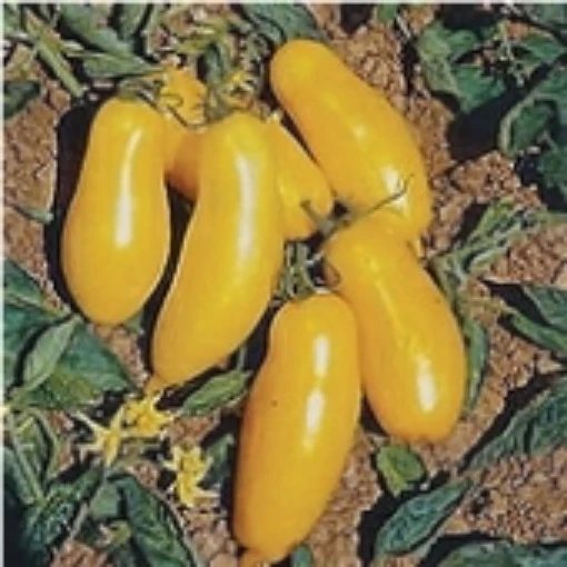 Banana Legs Tomato TM7-20