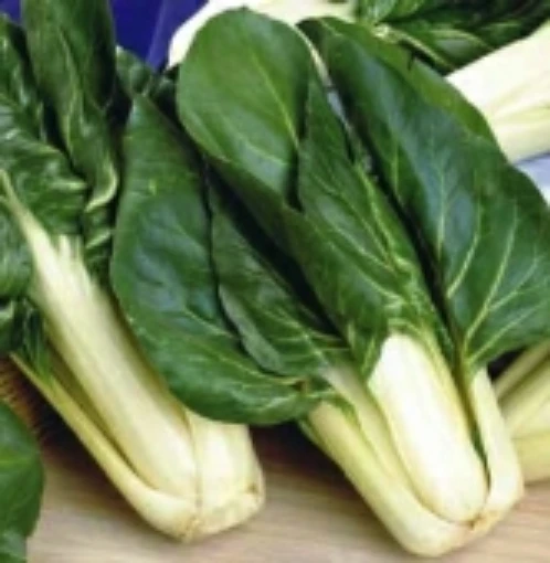 Barese Swiss Chard SW14-50