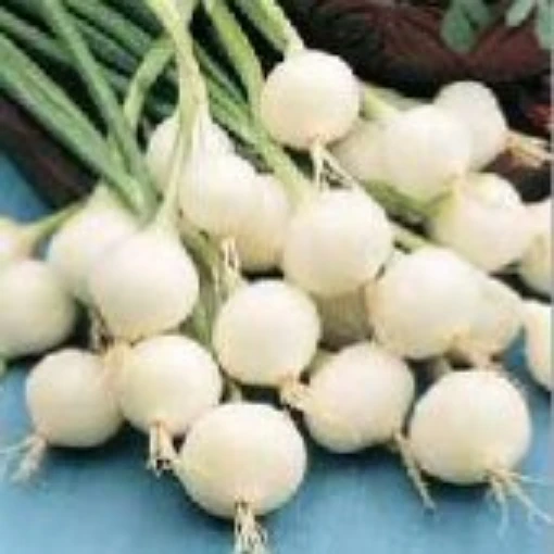 Barletta Onions ON36-100