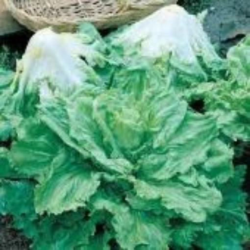 Batavian Full Hearted Endive ED1-100