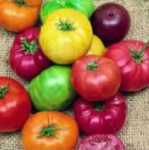 Beefsteak Rainbow Mix Tomato Seeds