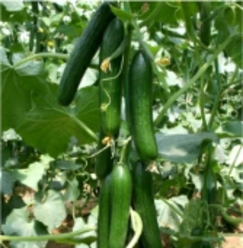Beit Alpha Cucumbers CU76-20