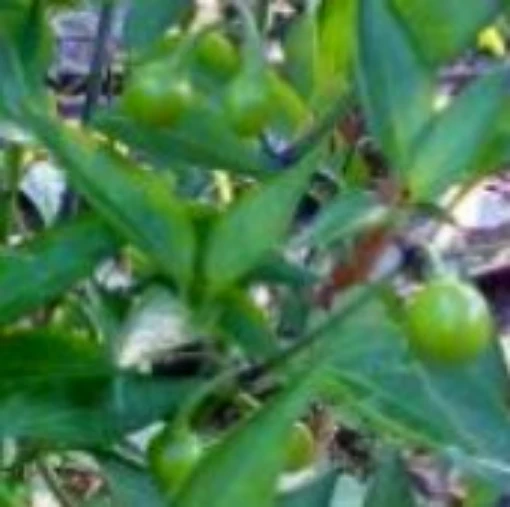 Besler's Cherry Hot Peppers HP1196-20