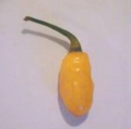 BGH 1719 Hot Peppers HP1344-10